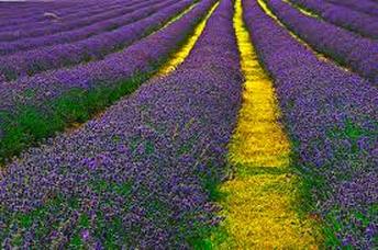 Lavender for Essential Oil Aromatherapy